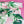 Monstera - Printed Silk Satin | Lime