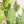 Saguaro - Screen-Printed Linen Gauze | Cactus