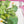 Saguaro - Screen-Printed Linen Gauze | Cactus